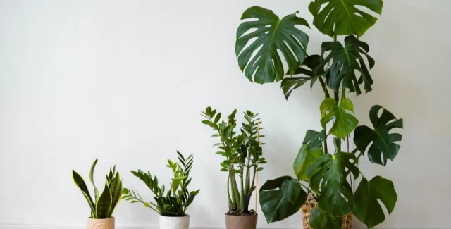 petite plante artificielle bureau