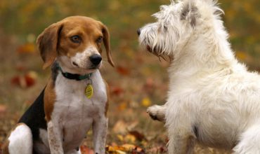 conflits entre animaux