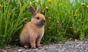 lapin saute partout